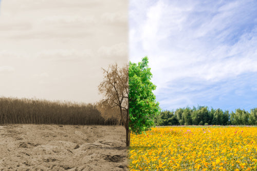 The Blue Planet and Environmental Conservation