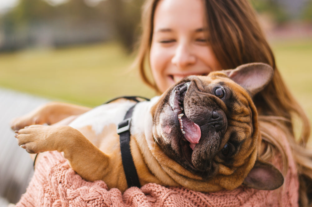 Bow-WOW! Which one is for you?  Revealing Britain's Top 10 Favourite Pets - The Office Crowd