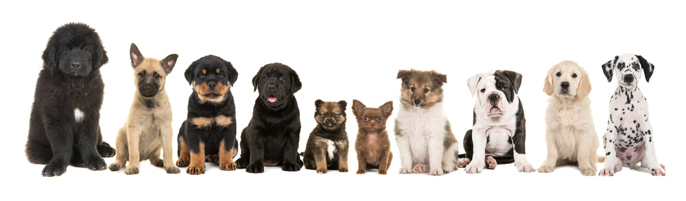 Working From Home? Tired of your human co-workers? 10 Best Dog Breeds to Keep You Company